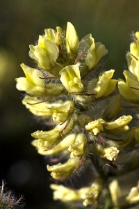 Luddvedel, Oxytropis pilosa