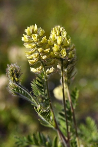 Luddvedel, Oxytropis pilosa