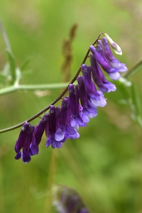 Luddvicker, Vicia villosa