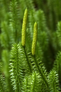 Revlummer, Lycopodium annotinum