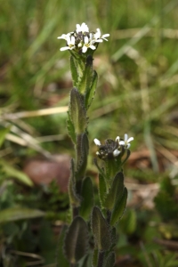 Lundtrav, Arabis hirsuta