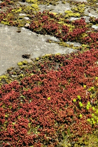 Lydisk fetknopp, Sedum lydium
