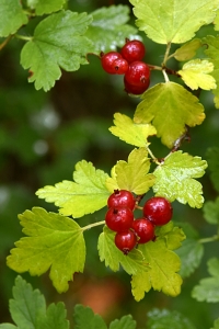 Måbär, Ribes alpinum