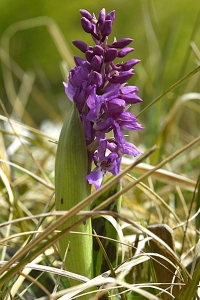 Majnycklar, Dactylorhiza majalis ssp. majalis