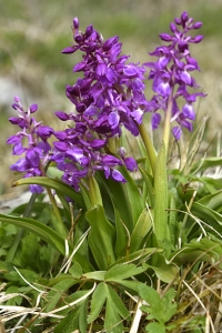 Majnycklar, Dactylorhiza majalis ssp. majalis
