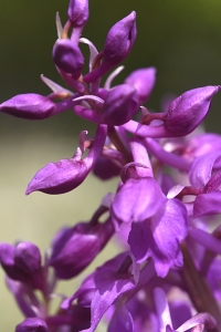 Majnycklar, Dactylorhiza majalis ssp. majalis