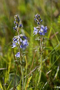 Majveronika, Veronica serpyllifolia