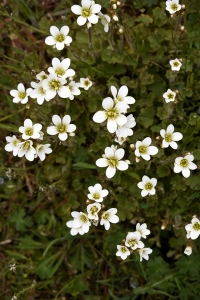 Mandelblomma, Saxifraga granulata