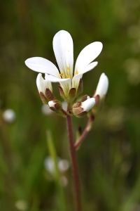 Mandelblomma, Saxifraga granulata