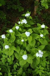 Månviol, Lunaria rediviva