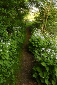Månviol, Lunaria rediviva