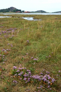 Marrisp, Limonium vulgare