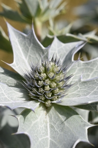 Martorn, Eryngium maritimum