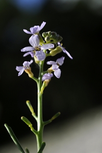 Marviol, Cakile maritima