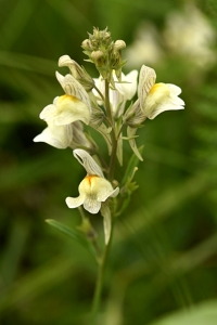 Mellansporre, Linaria repens x vulgaris