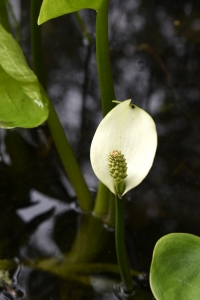 Missne, Calla palustris