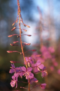 Mjölke, Mjölkört, rallarros, Chamerion angustifolium, epilobium, Chamaenerion angustifolium