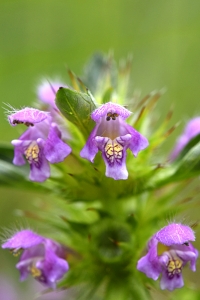 Mjukdån, Galeopsis ladanum