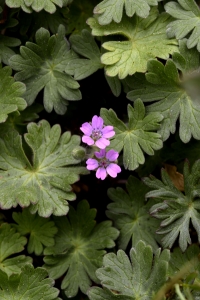 Mjuknäva, Geranium molle
