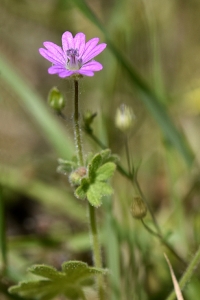 Mjuknäva, Geranium molle