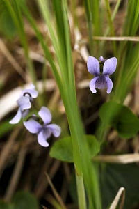 Mossviol, Viola epipsila