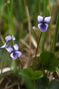 Mossviol, Viola epipsila