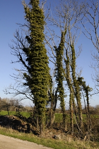Murgröna, Hedera helix