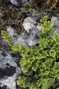 Murruta, Asplenium ruta-muraria