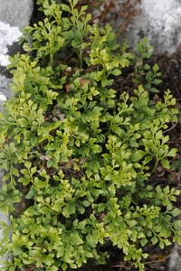 Murruta, Asplenium ruta-muraria