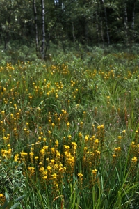 Myrlilja, Narthecium ossifragum