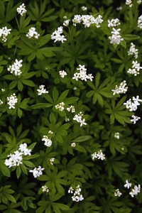 Galium odoratum