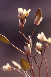 Nagelört, Erophila verna, Draba verna