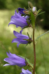 Nässelklocka, Campanula trachelium