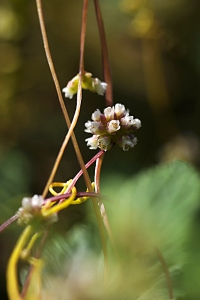 Nässelsnärja, Cuscuta europaea