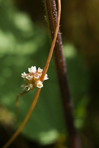Nässelsnärja, Cuscuta europaea