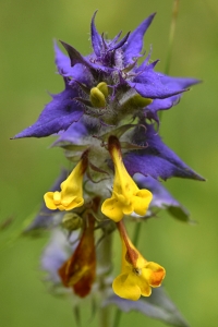 Natt och dag, Melampyrum nemorosum, lundkovall