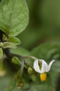 Nattskatta, Solanum nigrum