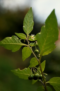 Nattskatta, Solanum nigrum