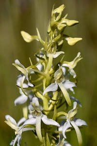 Nattviol, Platanthera bifolia