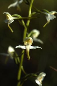 Nattviol, Platanthera bifolia