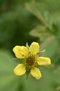 Nejlikrot, Geum urbanum