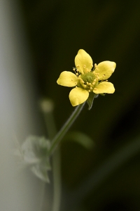 Nejlikrot, Geum urbanum