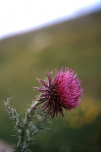 Nicktistel, Carduns nutans