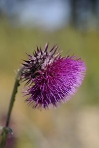 Nicktistel, Carduus nutans