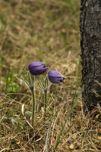 Nipsippa, Pulsatilla patens