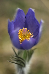 Nipsippa, Pulsatilla patens