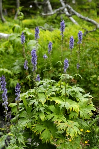 Nordisk stormhatt, Aconitum lycoctonum