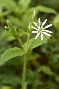 Nordlundarv, Stellaria nemorum ssp. nemorum