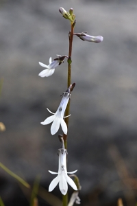 Notblomster, Lobelia dortmanna