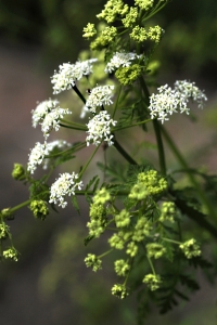 Odört, Conium maculatum